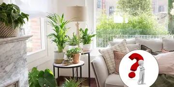 Feng Shui: La única planta que no debes tener en el interior de tu casa