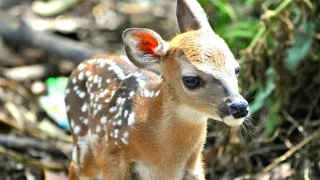Pudú es el nombre del ciervo bebé hallado en la ciudad de Funes, Santa Fe.