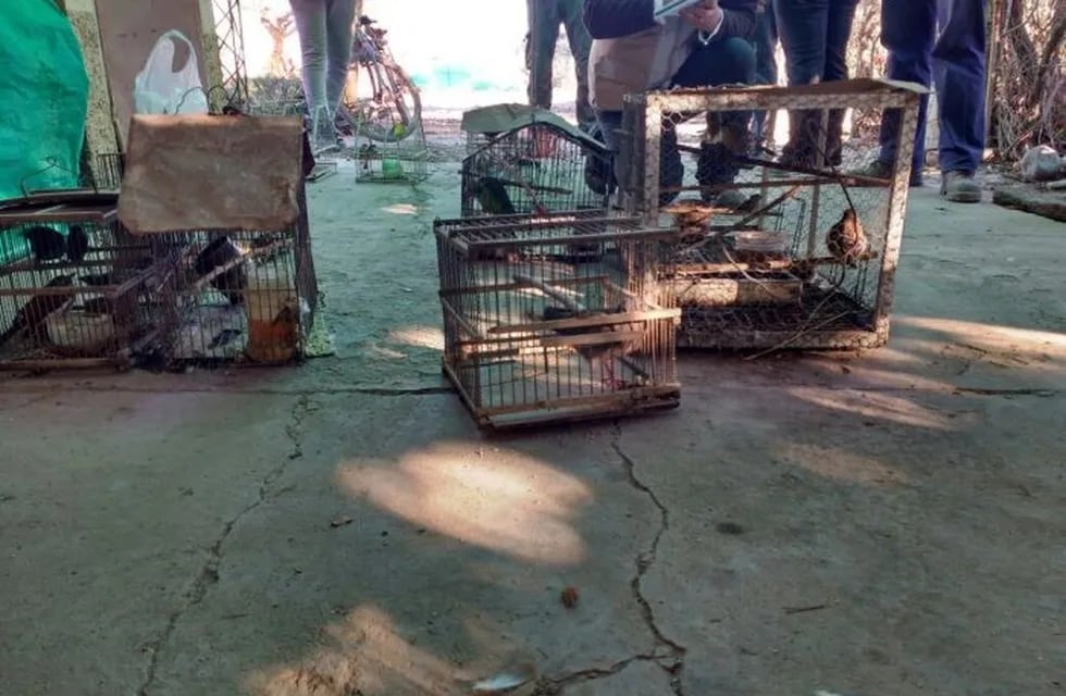 Los animales fueron rescatados de Mendoza.