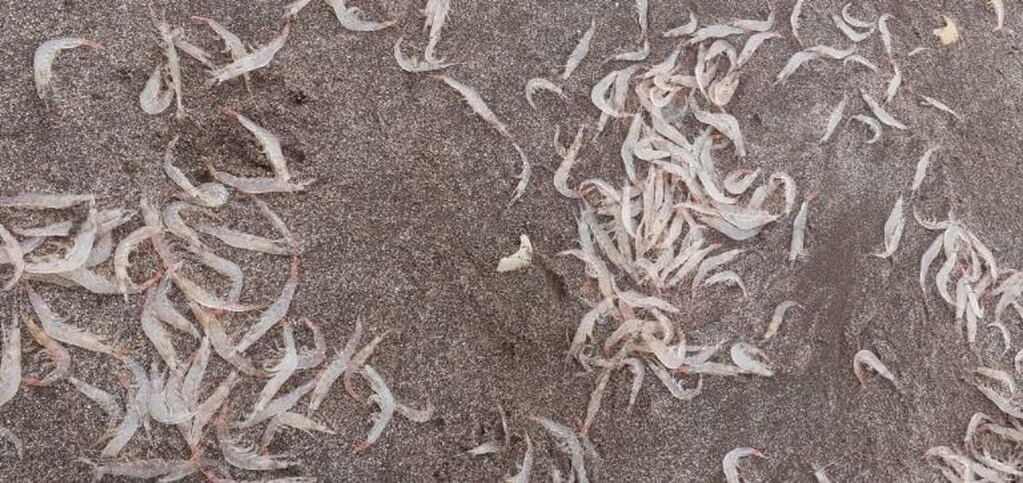 Extraña postal: Playa Grande amaneció cubierta de crustáceos similares a los camarones