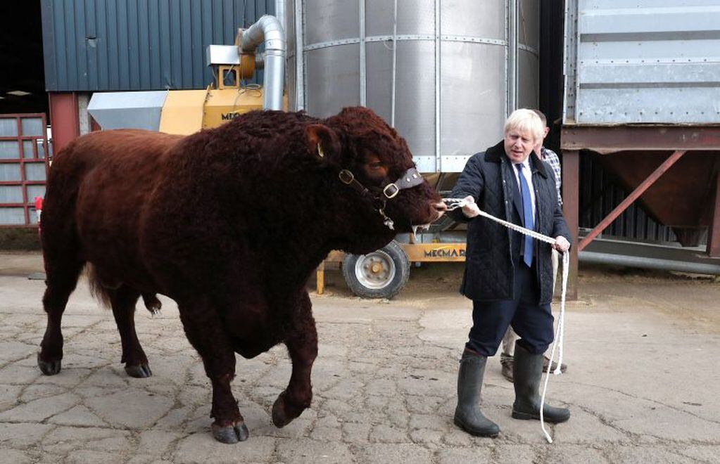 El primer ministro de Gran Bretaña, Boris Johnson (derecha), trata de caminar con un toro durante su visita a una granja escocesa. El caótico Brexit apremia al líder conservador, quien está lejos de tener "la vaca atada". Crédito: Andrew Milligan / POOL / AFP.
