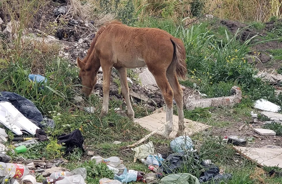 Animales sueltos y microbasurales a la vera de la Ruta 88