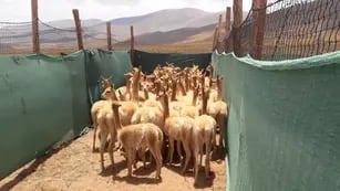 Esquila de vicuñas en silvestría, en Jujuy
