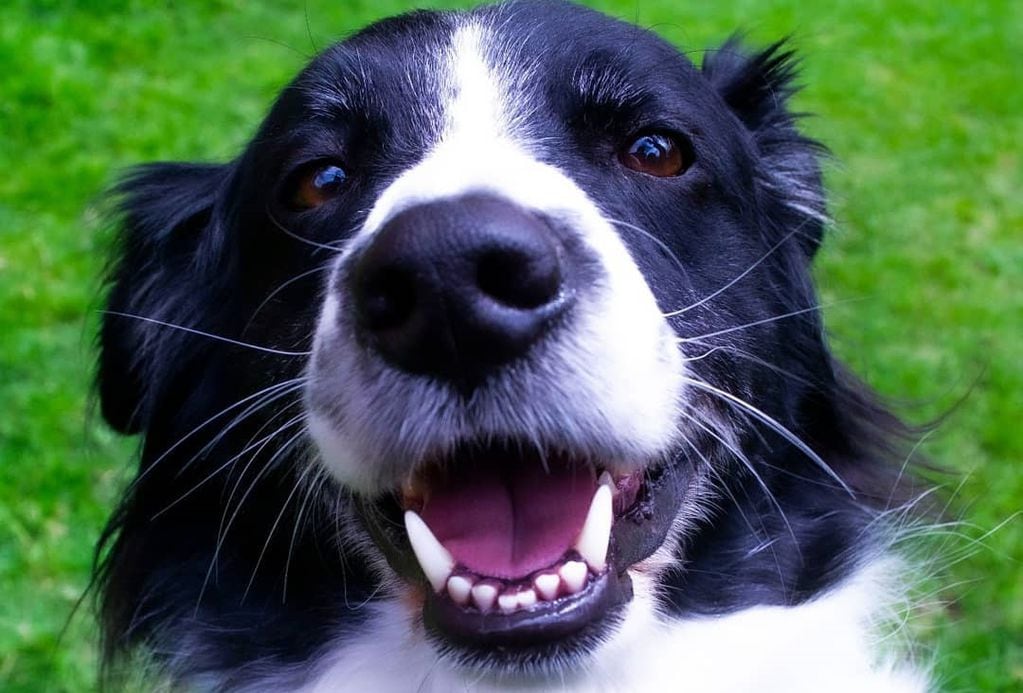 El perro "Toby Border" se volvió viral por su reacción cuando le piden que ladre más despacito.