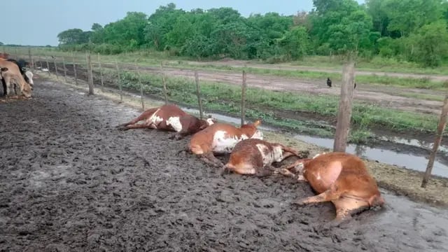 un rayo mató a 65 terneros que estaban en un corral