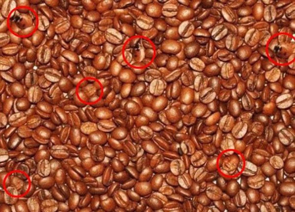 Desafío visual bebés granos de café (resuelto)