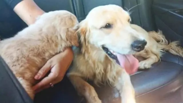 Efectivos policiales recuperaron dos perros que habían sido robados en Posadas