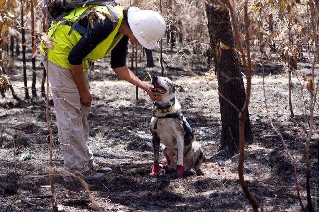 La historia de Bear, el perro héroe que rescata koalas en los incendios de Australia