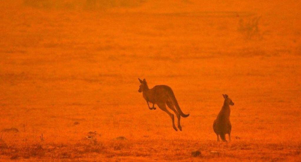 Canguros en Australia.