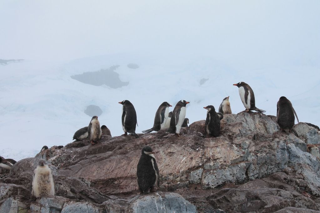 Antártida, un mundo asombroso donde coexisten diferentes especies. Imagen de pingüinos Papua.