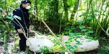 San Ignacio: secuestran raídos de yerba mate