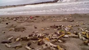 Aguas contaminadas y animales marinos víctimas de la negligencia humana.