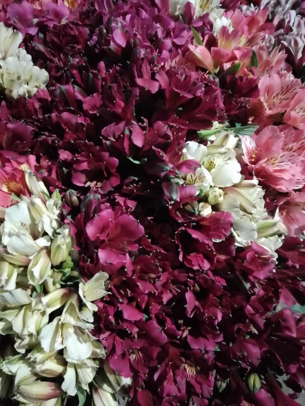 Las astromelias son muy vendidas en primavera por los floristas.