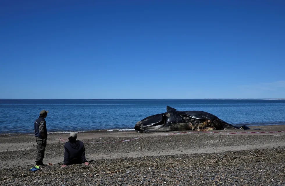 Ya son 15 las ballenas que hallaron muertas en Puerto Pirámides.