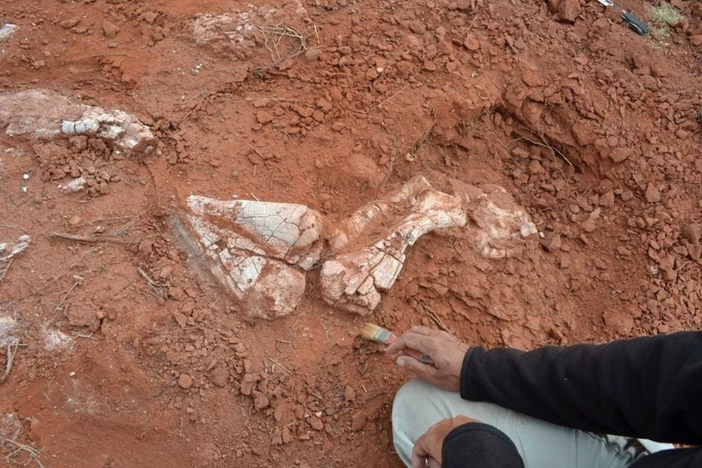 Ingentia Prima, el dinosaurio más antiguo hallado hasta el momento. El fósil pesa 10 toneladas.