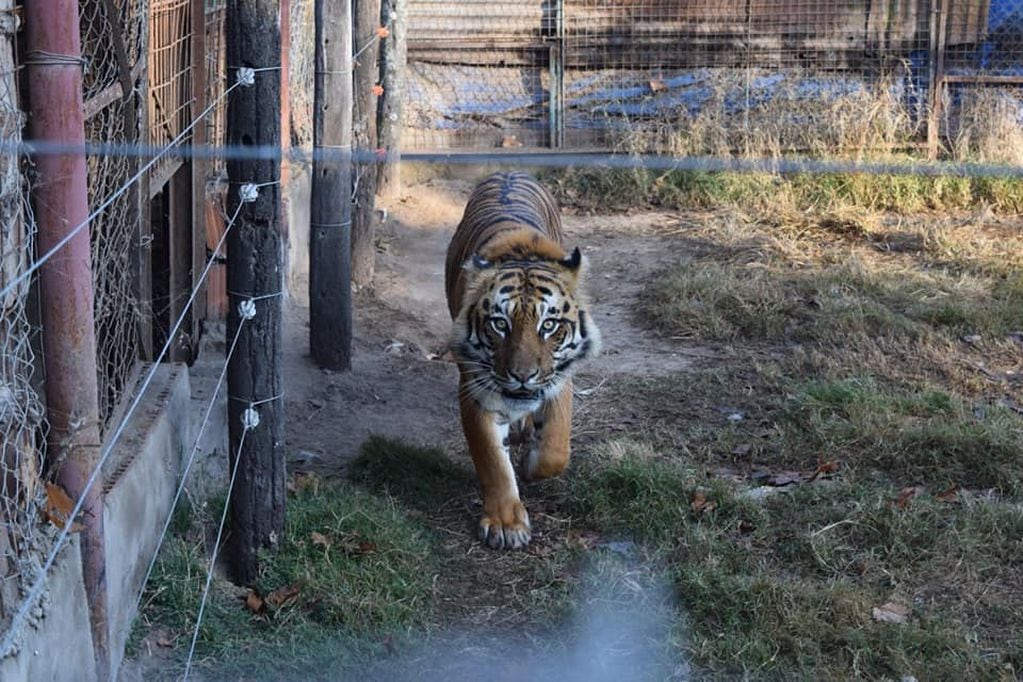 El tigre vivía en una jaula en una estancia de Maggiolo y ahora lo bautizaron "Prince".