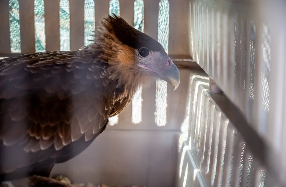 Regresaron a su hábitat a 21 aves que habían sido rescatadas en cautiverio y luego de rehabilitarlas. Foto: Prensa Ministerio de Ambiente y Energía.