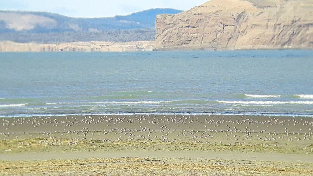 Se establecieron tres sectores de playa con protección específica para aves migratorias en RGA