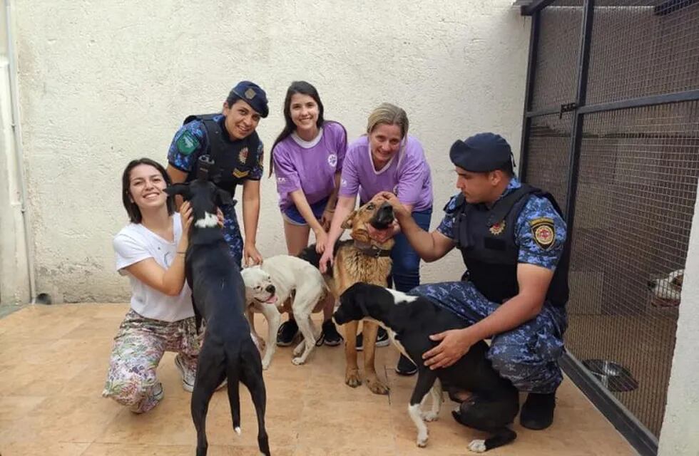 Alta Gracia: Fundación ADMA recibió a cuatros perros abandonados