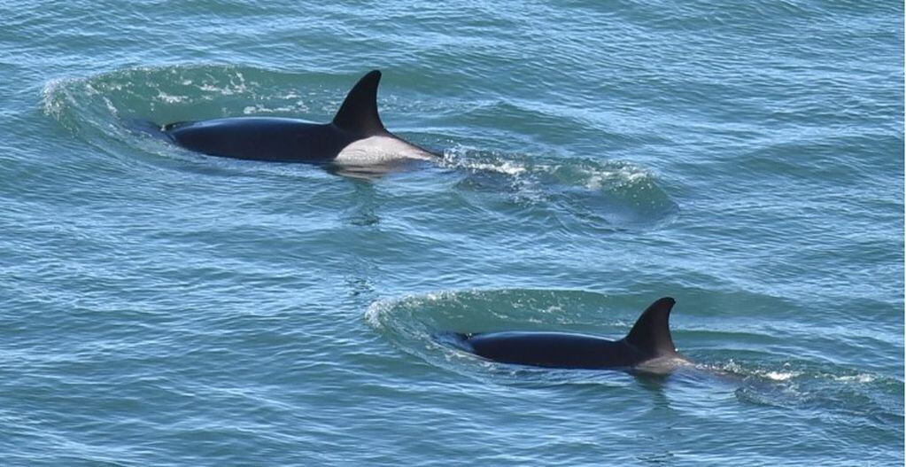 Así fue el espectáculo de las orcas en la Reserva Punta Bermeja.