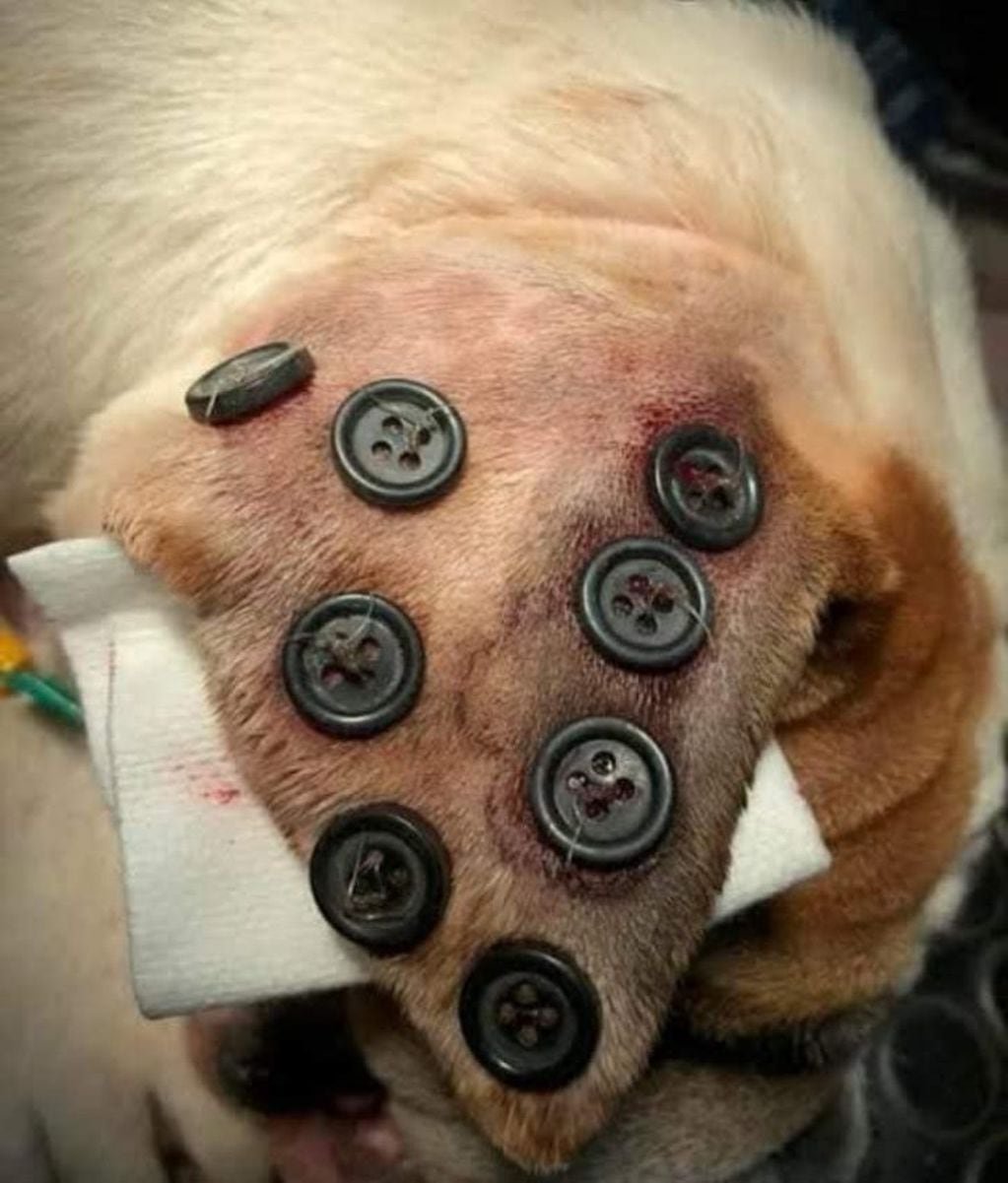 Veterinarios revelaron que los perros con "botones" en las orejas no sufren maltrato