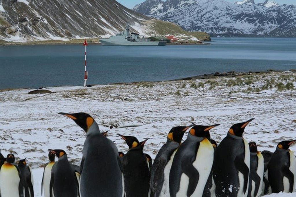 Pingüinos Rey, custodian las costas en Grytviken.
