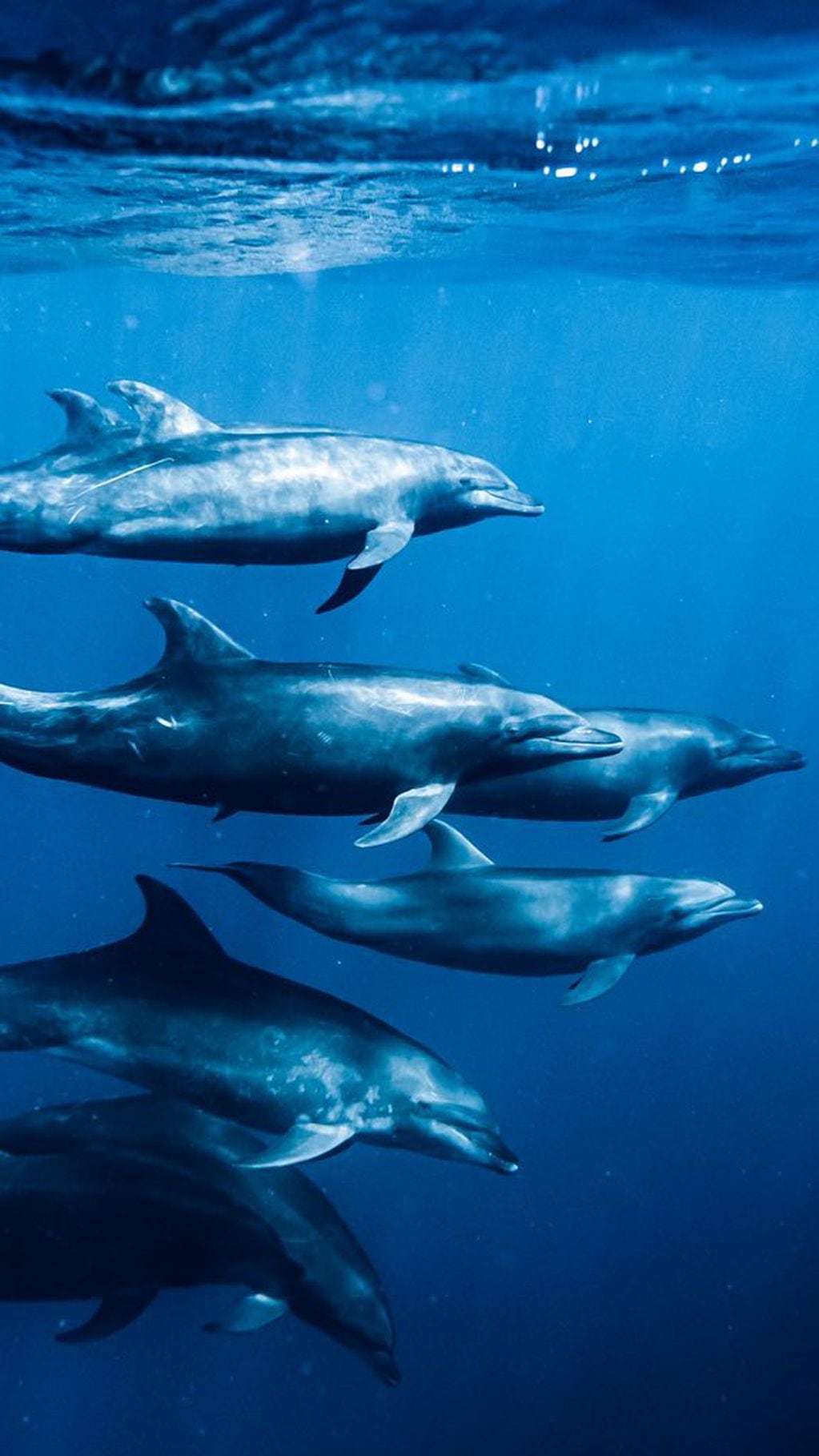 El encuentro con delfines en el medio del océano