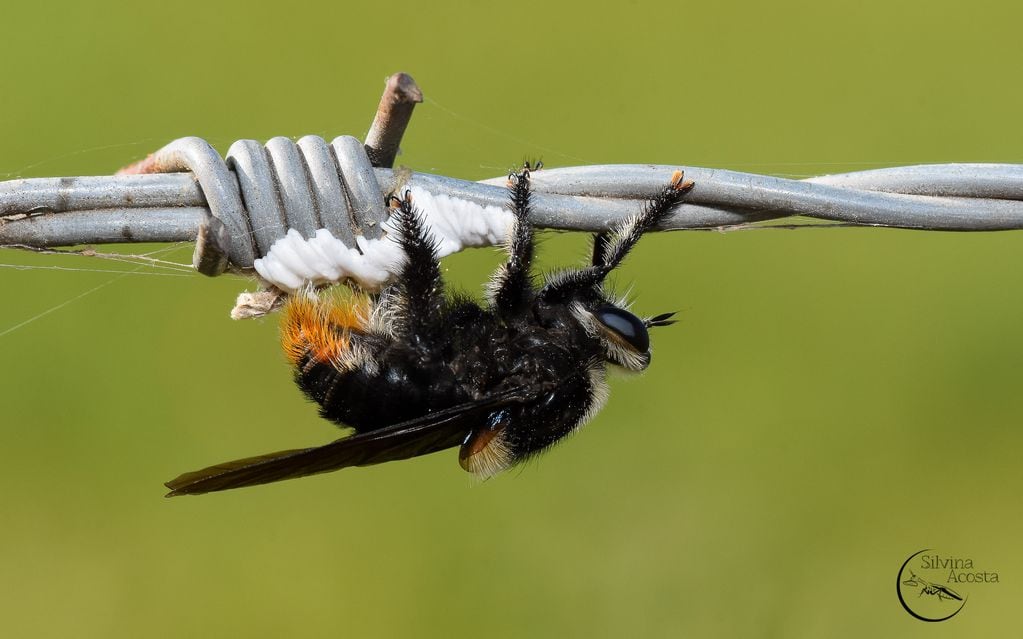 Mosca Asesina, llamada así porque caza otros insectos, construyendo su ooteca sobre alambrado del campo.