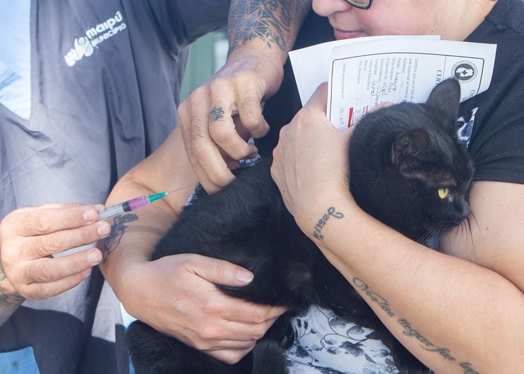Operativo gratuito de vacunación para mascotas en Maipú.