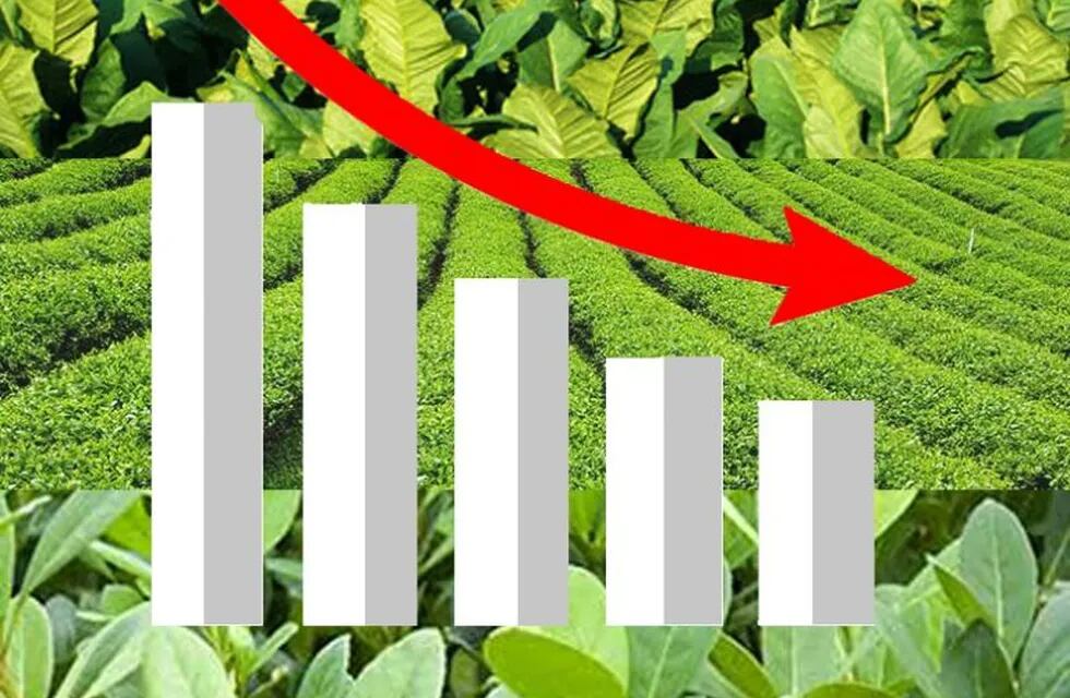Caída en las exportaciones de yerba te y tabaco