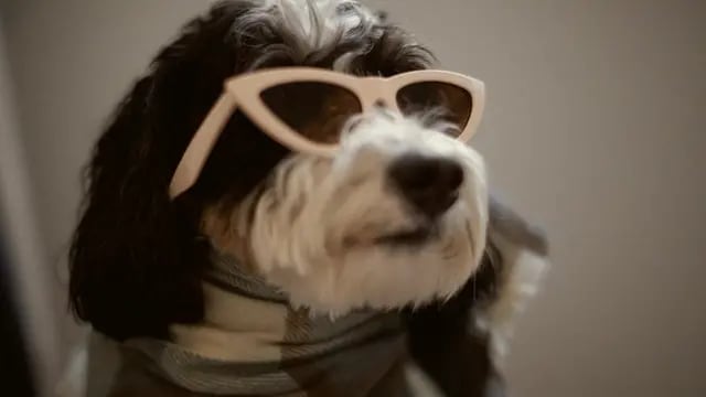 Zara lanza una colección de ropa y accesorios para perros