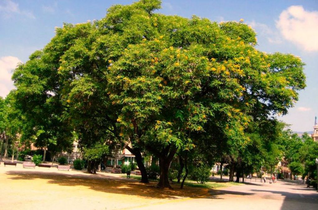 Arbolado urbano: ¿qué árboles conviene plantar en la vereda?