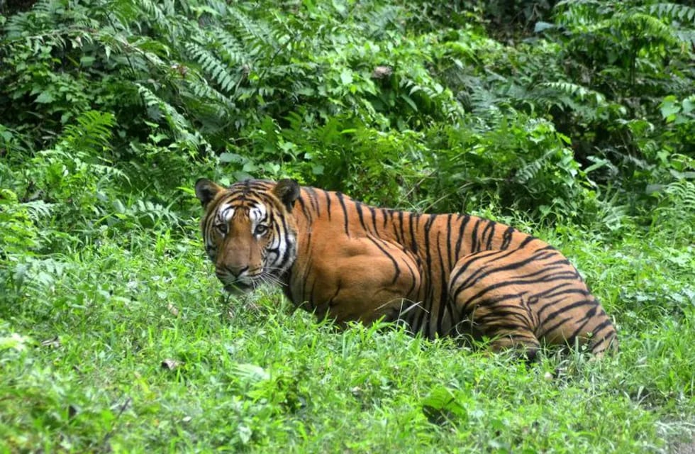 Tigre de Bengala AFP / STR