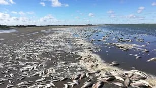 Aparecieron miles de peces muertos en la Laguna de Gómez en Junín