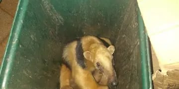 Eldorado: resguardaron a un oso melero que deambulaba por la vía pública
