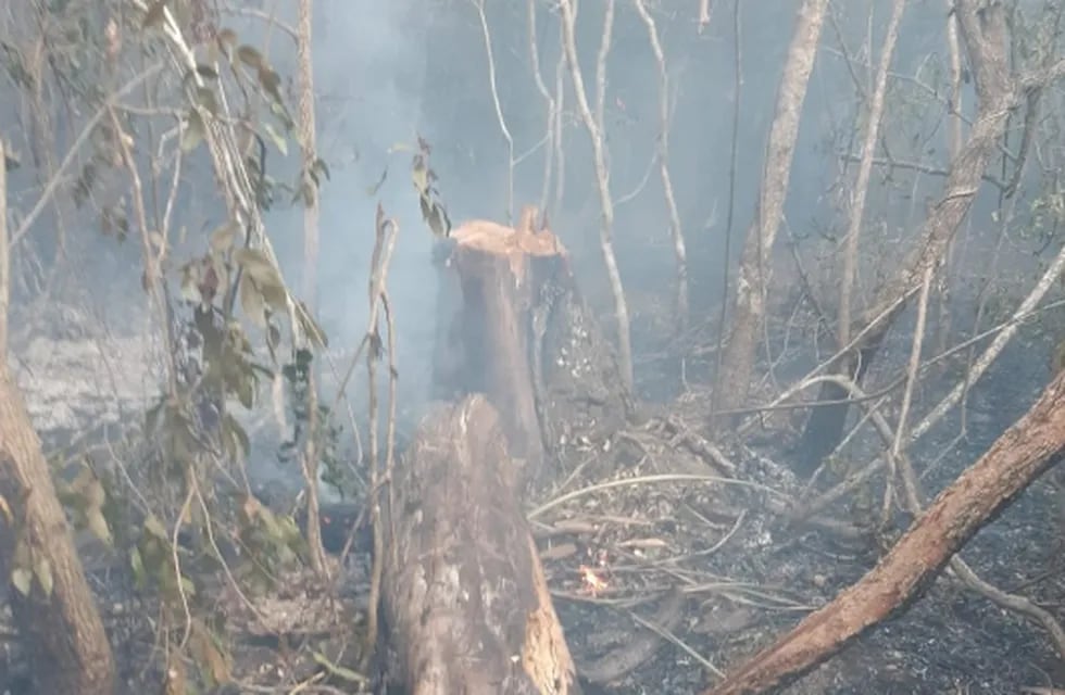 Debido a un incendio, se vislumbraron los estragos de la tala indiscriminada.