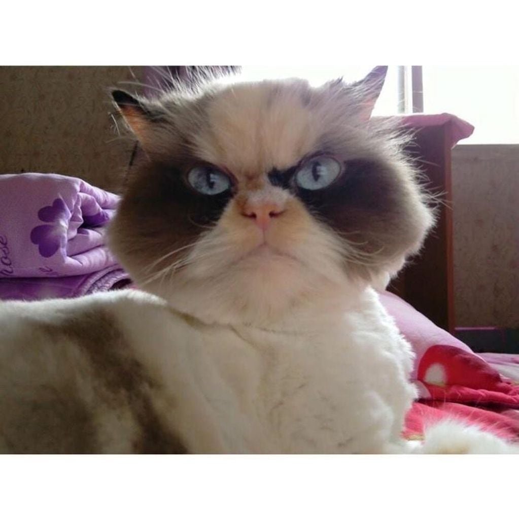 Conocé al nuevo "gato gruñón " que luce tan enojado y adorable como su antecesor (Foto: Instagram/ @the_cat_named_meowmeow)