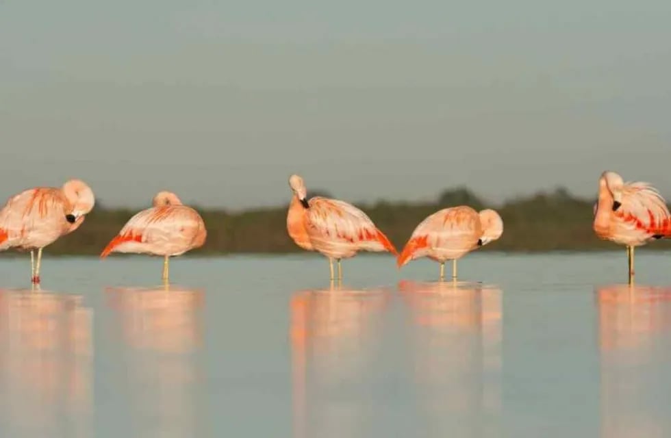 Hoy se registran más de 350 especies de aves en la laguna. (Turismo de Miramar)
