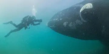 Buceo con ballenas