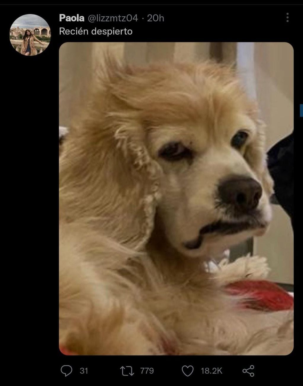 Felipe, el perro viral de Twitter