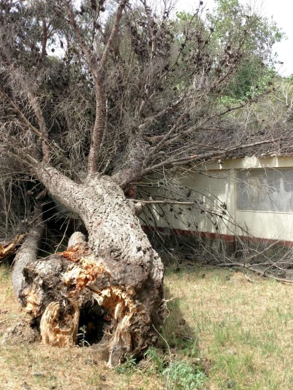 Un árbol de importantes dimensiones cayó sobre el quincho