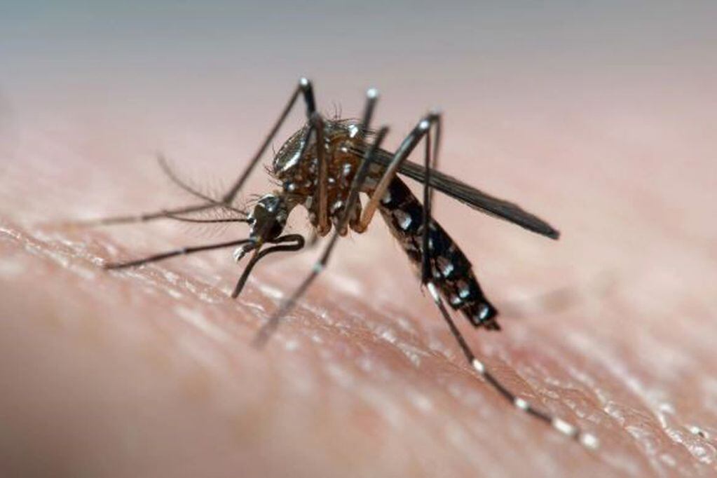 Salud Pública reconoce que hay brotes de dengue