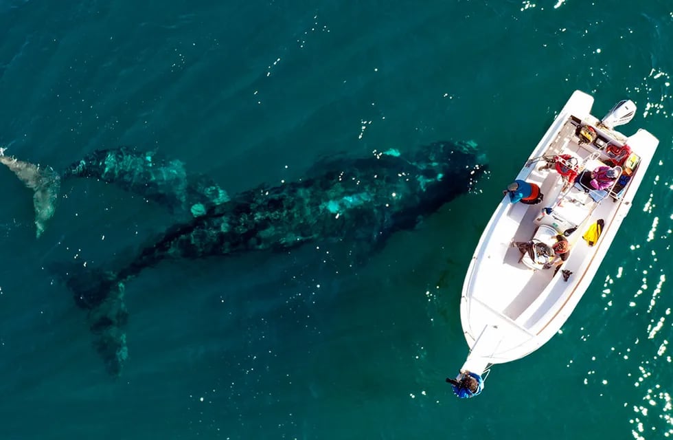 Electra, la ballena franca austral, fue monitoreada durante todo su viaje migratorio.