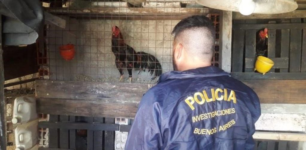 Gendarmería rescató 21 gallos de riña que estaban en cautiverio en el barrio de Flores