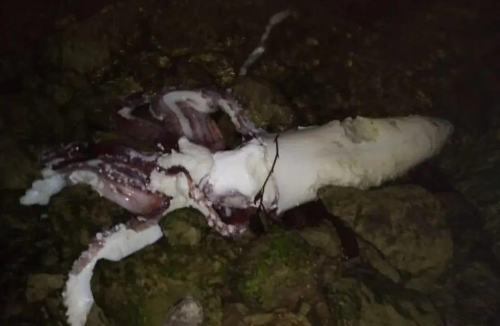 En Puerto Deseado apareció un calamar de más de dos metros de largo.