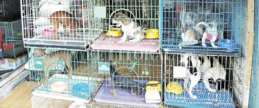 Buscan prohibir la exhibición de animales en vidrieras de veterinarias