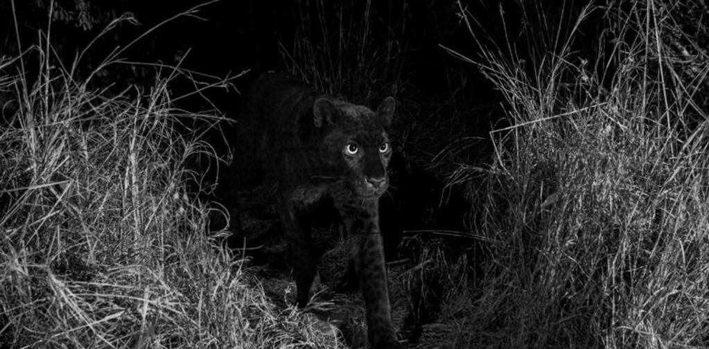 El leopardo negro. (crédito: burrard-lucas.com).