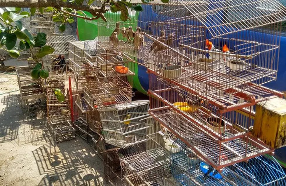 Aves rescatadas en la localidad de Alicia, Córdoba.