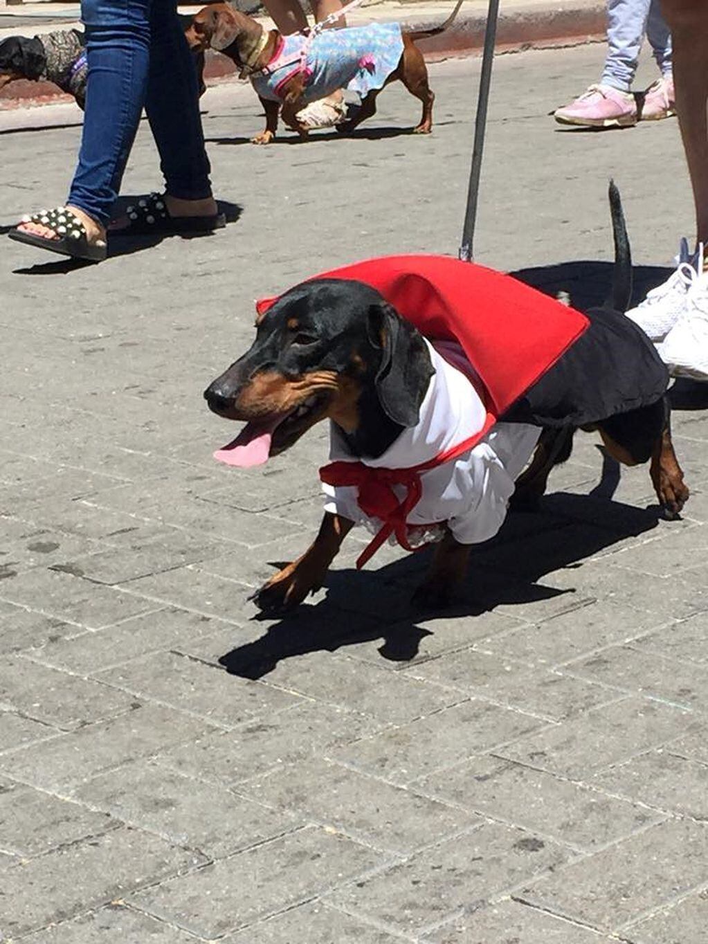 Encuentro de perros salchichas