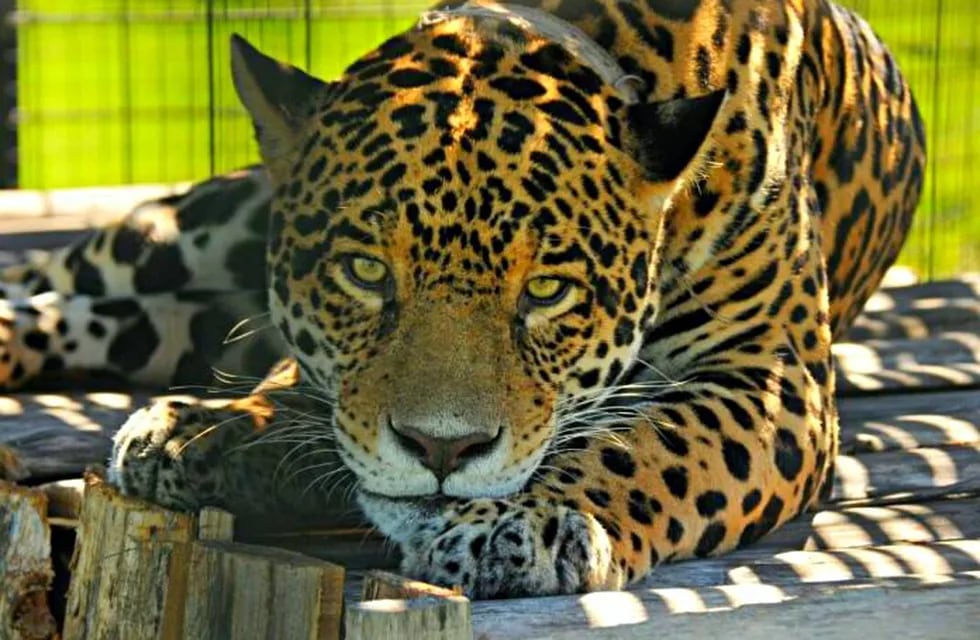 Yaguareté el rey de la Selva Misionera. (WEB)